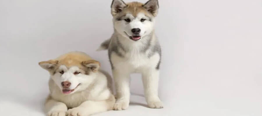 What to Do if You Find a Lost Dog: Essential Steps to Reunite Them with Their Owner